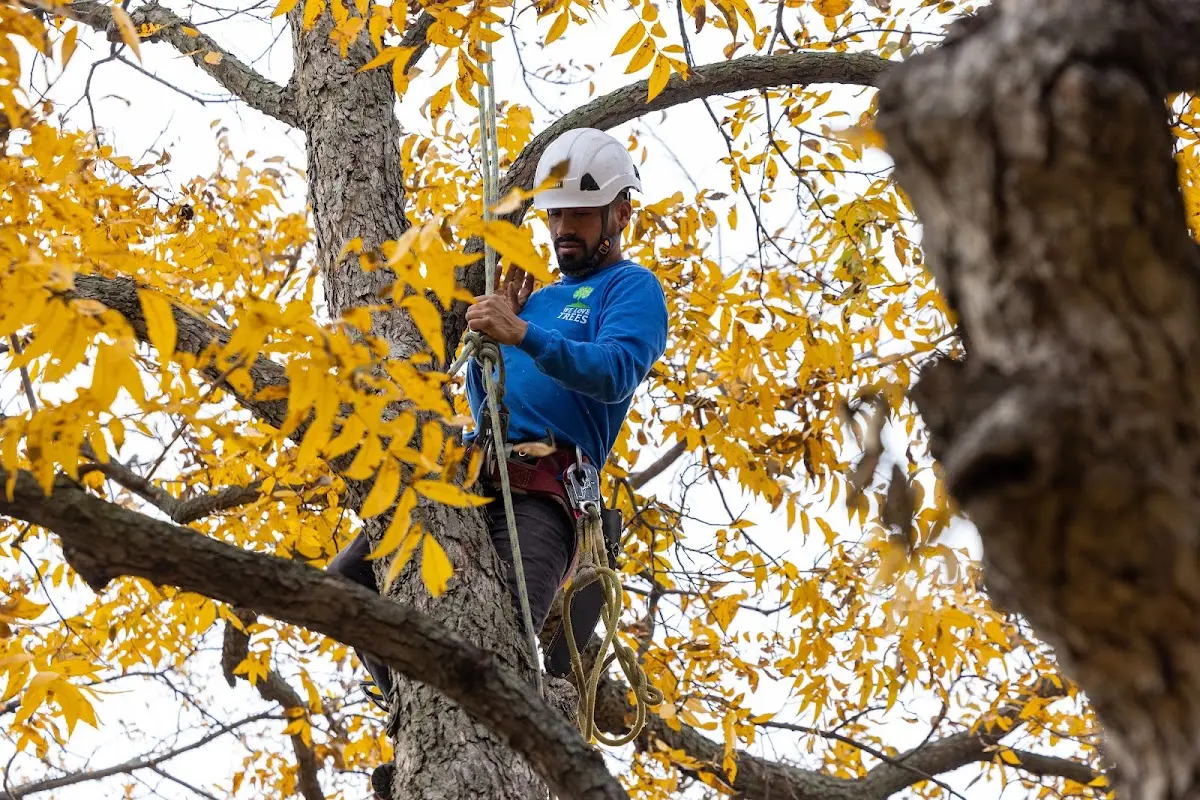 Skilled Tree Trimming crew working in Canton